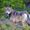 La caza del lobo queda prohibida definitivamente en España