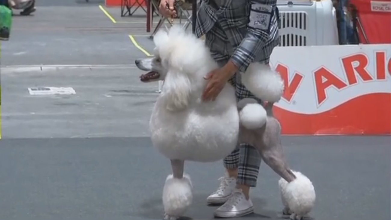 Estos son los perros más guapos de Madrid