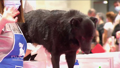 100x100 Mascota llena Ifema de exhibiciones y competiciones  para los amantes de los perros