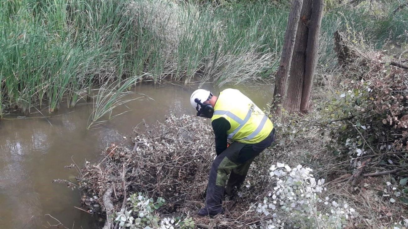 Labores de limpieza y mejora del Henares en el tramo de Alcalá