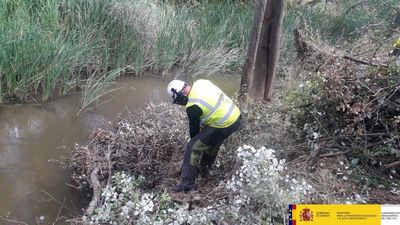 Alcalá recupera poco a poco el bosque del Henares arrasado por Filomena