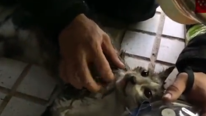 El gato, tras ser reanimado por los Bomberos / EMERGENCIAS 112