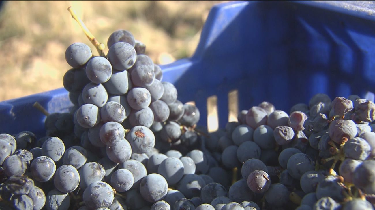Acaba la campaña de la tinta garnacha de Cenicientos  15 días antes de lo habitual