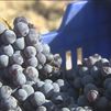 Acaba la campaña de la tinta garnacha de Cenicientos  15 días antes de lo habitual