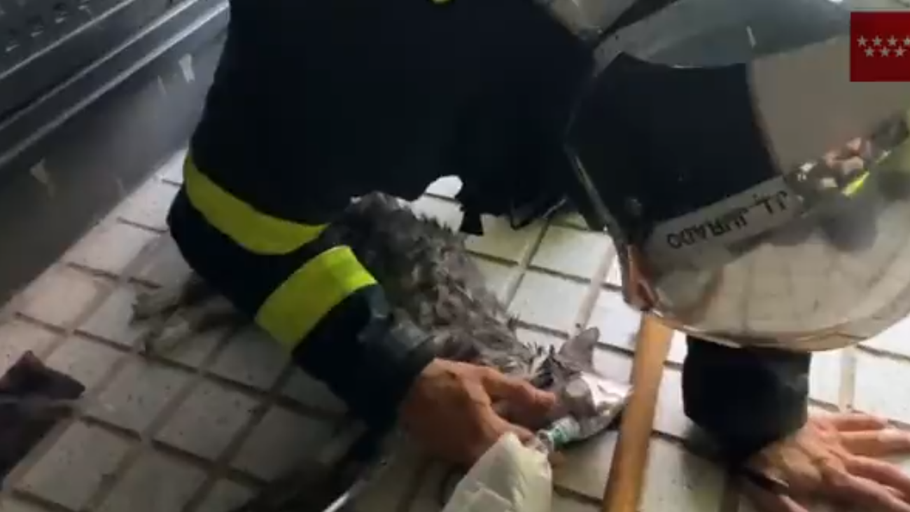 Un bombero reanima al gato rescatado en el incendio