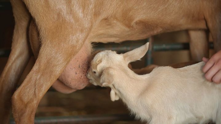 Ganadería sostenible de 'La caperuza' / Redacción