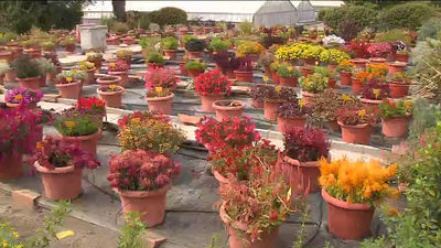 El Retiro, vivero de flores que embellecen las calles de Madrid