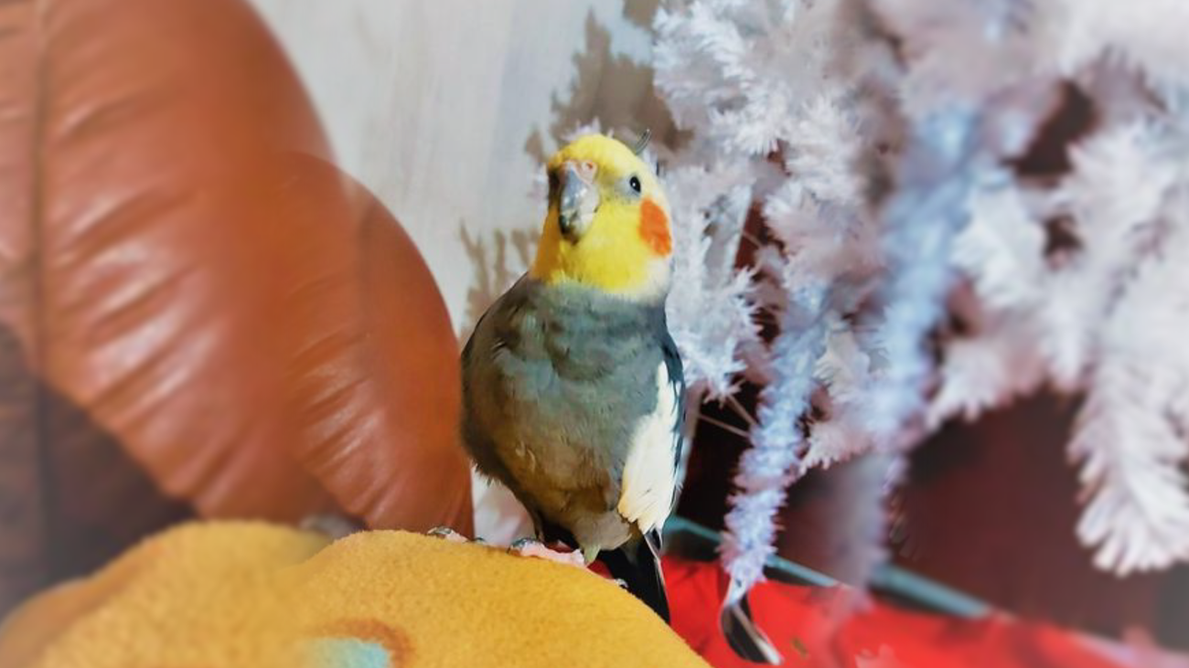 Buscan a Silver, una ninfa perdida en Mejorada del Campo