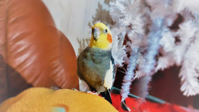 Buscan a Silver, una ninfa perdida en Mejorada del Campo