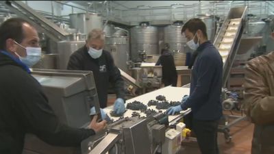 Termina la recolección de la uva en Madrid y comienza la elaboración del vino