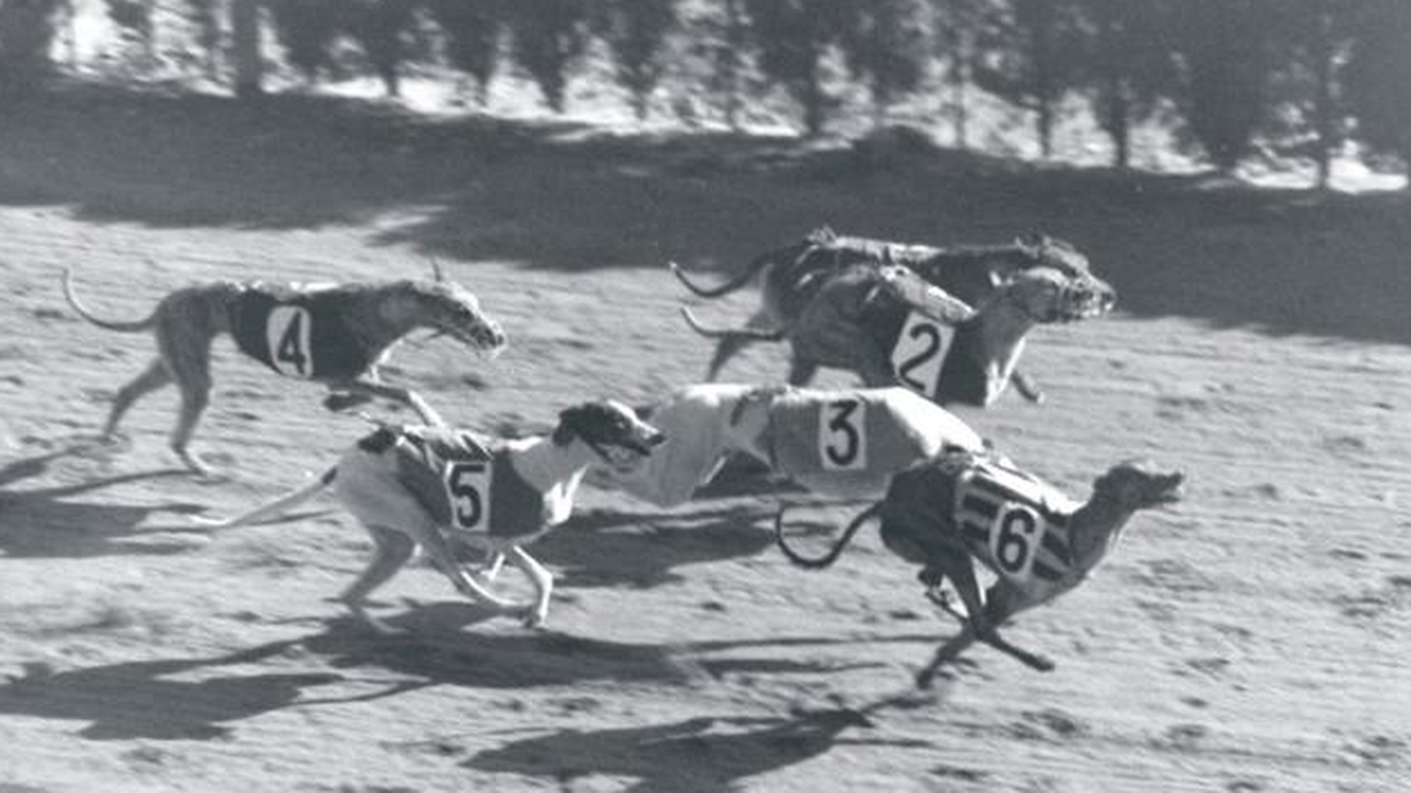 Carrera de galgos en el canódromo de Carabanchel