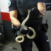 Una serpiente se cuela en el motor de un coche en Móstoles
