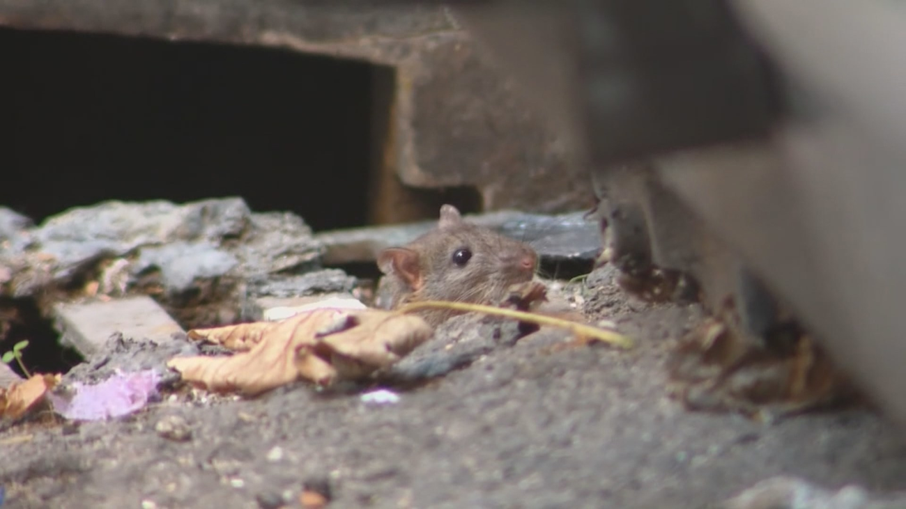 Puente de Vallecas: Los vecinos denuncian una plaga de ratas
