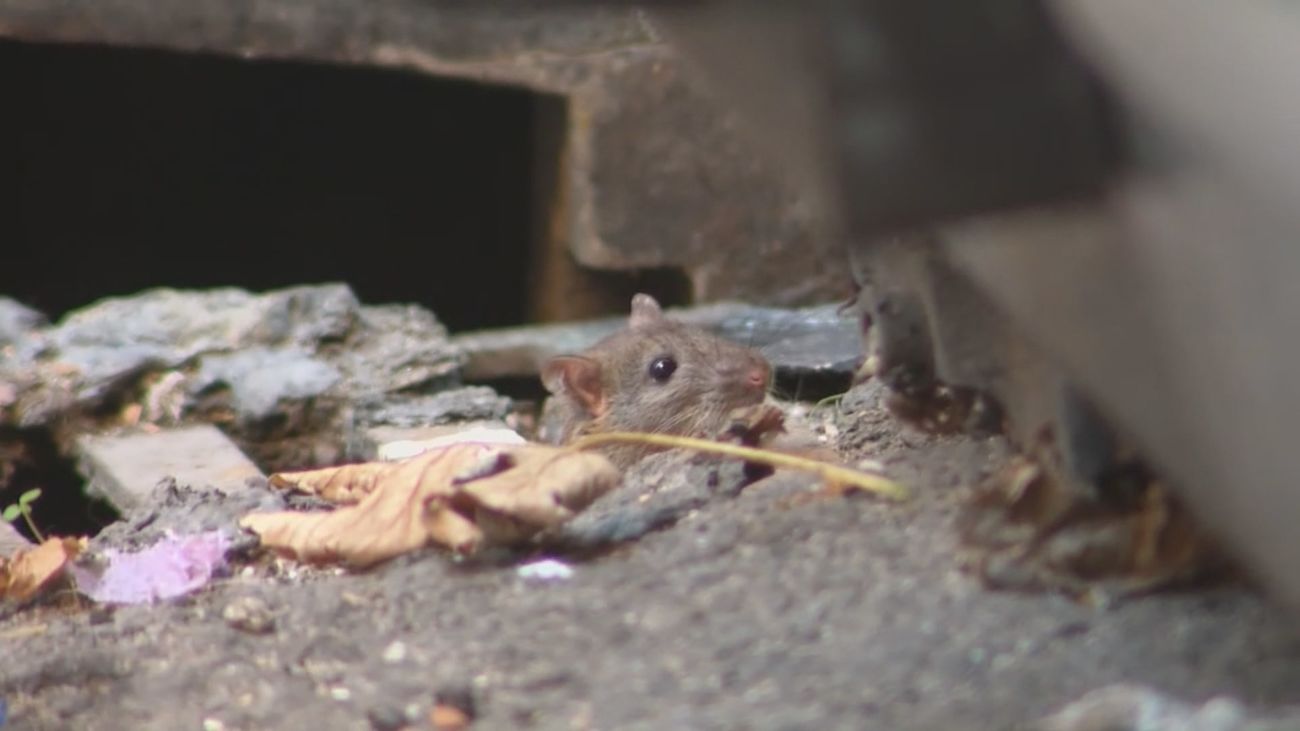 Los vecinos de Puente de Vallecas denuncian una plaga de ratas