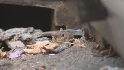 Los vecinos de Puente de Vallecas denuncian una plaga de ratas