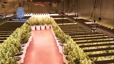 Desmantelada una sofisticada plantación de marihuana en Guadalajara