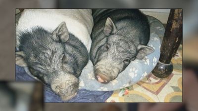 Buscan a Jacobo y Saturnino, dos 'mini pig' desaparecidos en Valdemaqueda