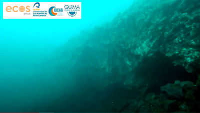 Consiguen las primeras imágenes submarinas del delta lávico de La Palma