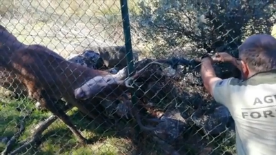 Rescatan con éxito a un ciervo atrapado en una alambrada en Hoyo de Manzanares