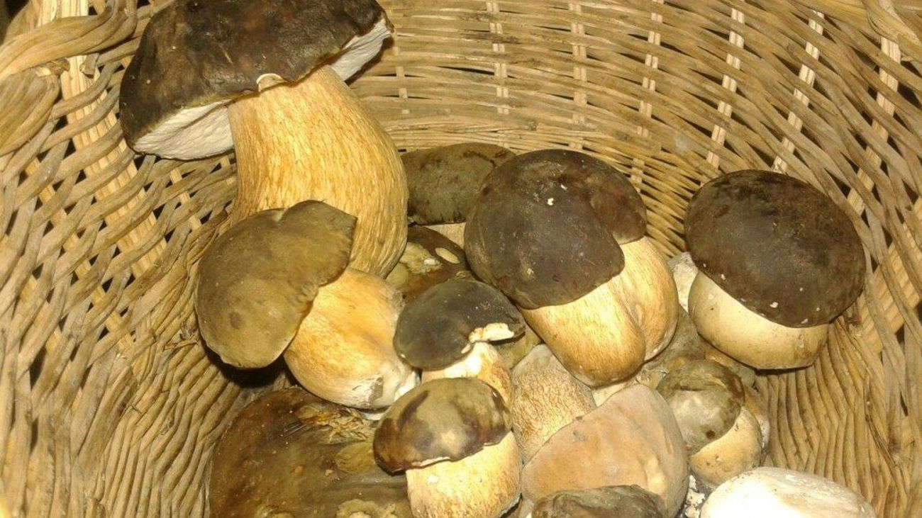 Cesta con ejemplares de boletus