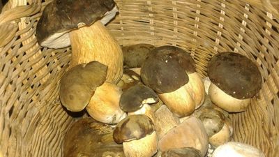 Móstoles organiza un curso de iniciación al mundo de las setas