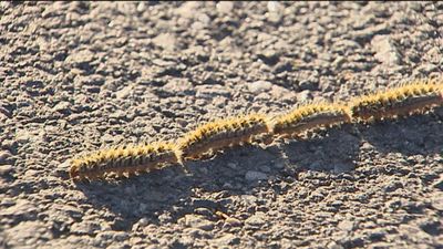 Las Rozas fumiga para evitar la proliferación de la procesionaria