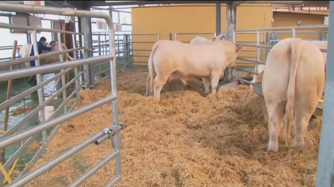 Colmenar Viejo ultima los preparativos de la subasta nacional de ganado selecto y de raza pura