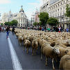 Arranca a caminar en Palencia el rebaño de ovejas que atravesará Madrid