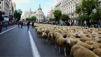 Los pastores trashumantes y sus ovejas llegan este sábado a Madrid