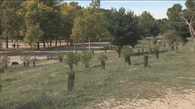 Madrid distribuye los 100.000 árboles que plantará para reponer la destrucción causada por ‘Filomena’
