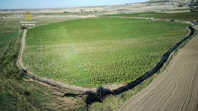 La Guardia Civil interviene en Toledo la mayor plantación de marihuana de Europa