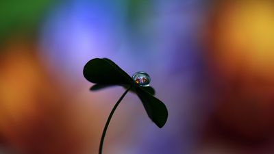 Según la tradición, ¿Cuántas hojas debe tener un trébol para dar buena suerte?