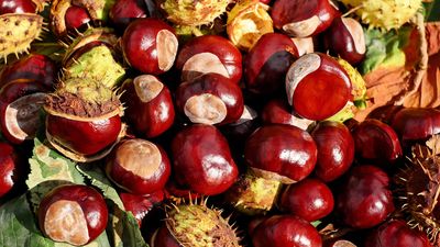 Según el dicho, ¿de dónde sacamos las castañas?