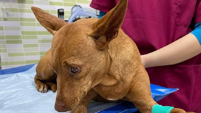 Investigado por abandonar a su perra, localizada en Campo Real repleta de heridas y perdigones