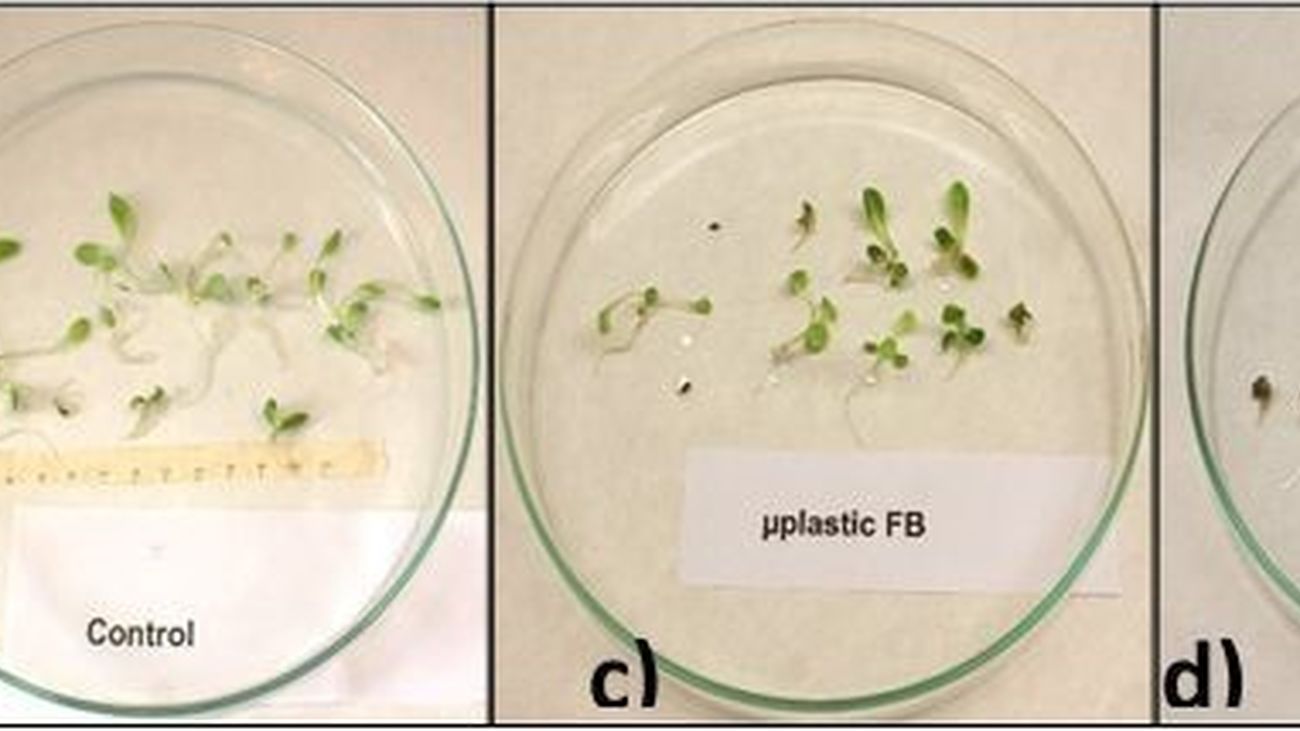 Cultivos in vitro de plantas con microplásticos