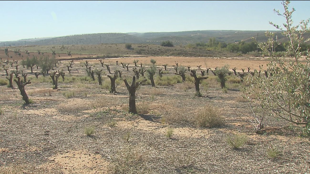 La campaña del aceite de oliva en Madrid, sin aceituna y con precios al alza