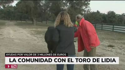 intro FALSO TORO LIDIA