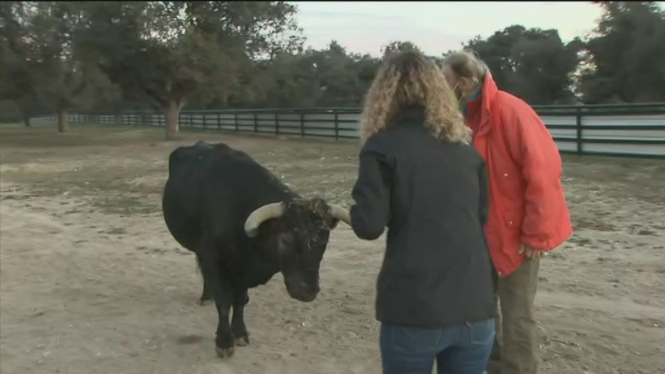 Felipe, ganadero: "Vendía 40 ó 50 toros para las fiestas patronales y ahora estoy vendiendo 5 ó 6, es la ruina total"