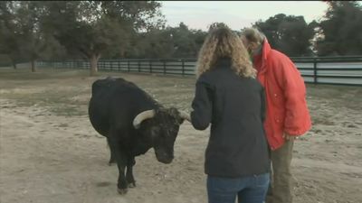 Felipe, ganadero: "Vendía 40 ó 50 toros para las fiestas patronales y ahora estoy vendiendo 5 ó 6, es la ruina total"