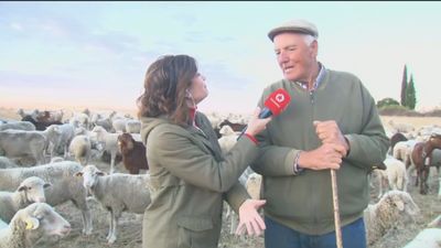 Más de 1.000 ovejas y 100 cabras llegan a Madrid para celebrar la Fiesta de la Trashumancia
