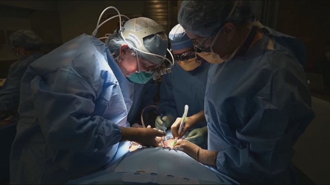 Trasplantan con éxito un riñón de cerdo a una mujer en Nueva York que se encontraba en muerte cerebral
