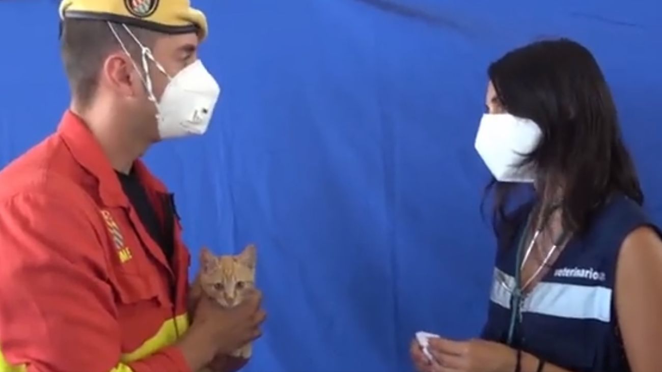 El cabo de la UME, su gato y la veterinario que atendió al felino posteriormente