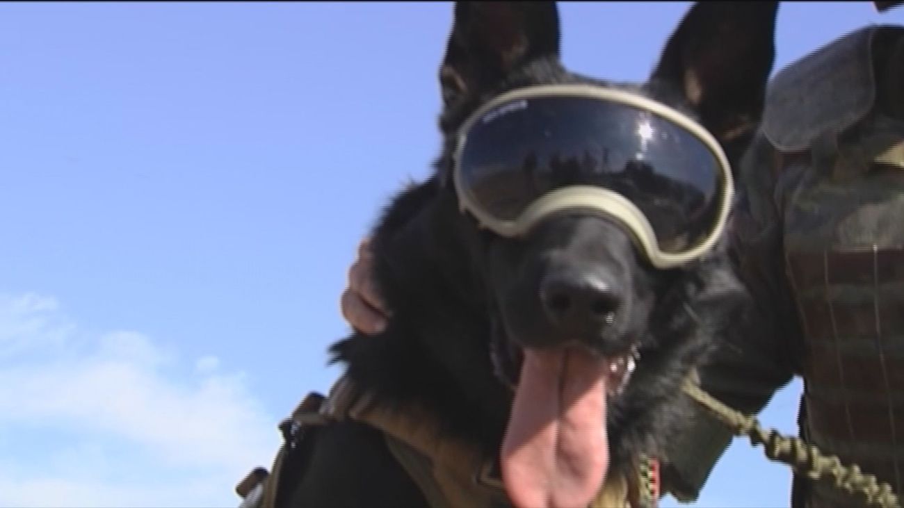 De 'maniobras' caninas con los Cuerpos de Seguridad y de Defensa de España