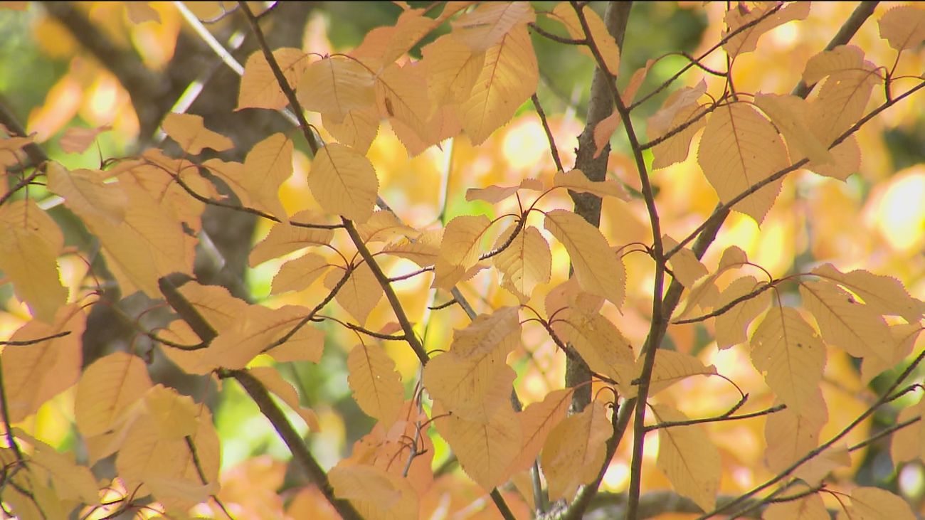 El otoño escurialense en el bosque de La Herrería