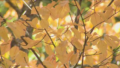 El otoño escurialense en el bosque de La Herrería