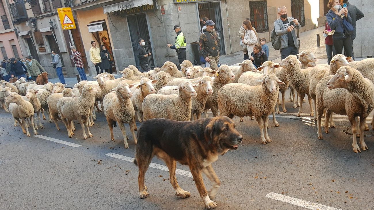 Mil ovejas y cien cabras cruzan Madrid en la Fiesta de la Transhumancia