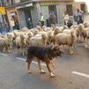 Mil ovejas y cien cabras cruzan Madrid en la Fiesta de la Transhumancia