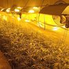 La Policía Municipal de Móstoles desmantela otras dos plantaciones de marihuana en Las Sabinas