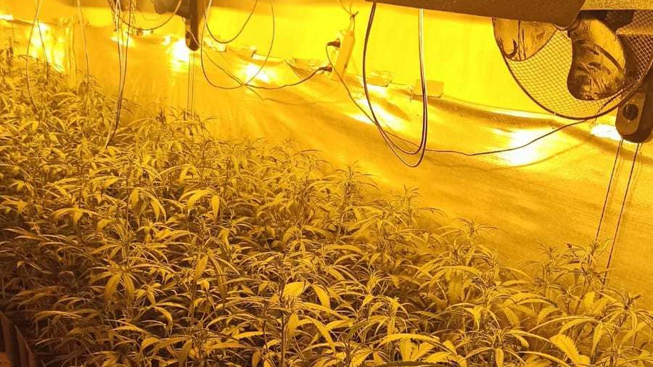 Nueva plantación de marihuana intervenida por la Policía Municipal de Móstoles