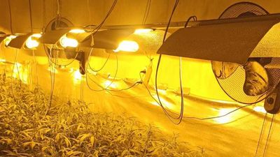 La Policía Municipal de Móstoles desmantela otras dos plantaciones de marihuana en Las Sabinas